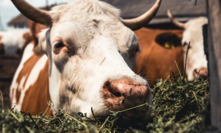 Луговое сено. Люцерна в тюках. Доставка. Б/н - фото № 2