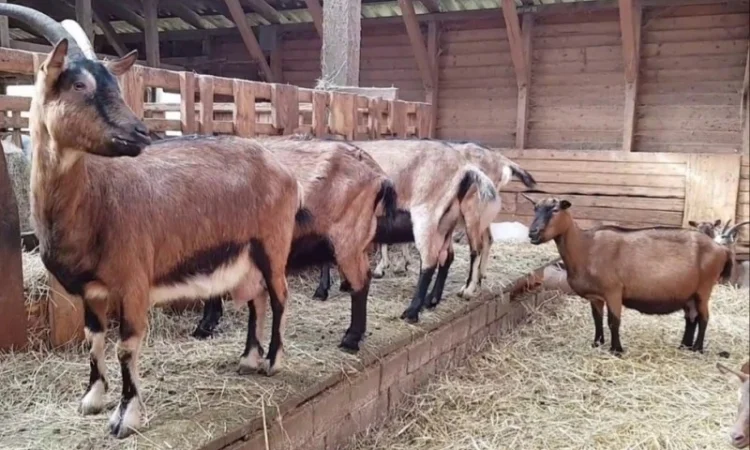 Луговое сено. Люцерна в тюках. Доставка. Б/н - фото № 3