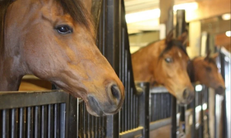 Луговое сено. Люцерна в тюках. Доставка. Б/н - фото № 4