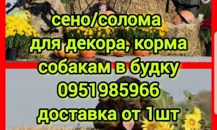Солома для фотозон декора, сено в тюках для корма, утепления вольера собакам с доставкой - фото № 1