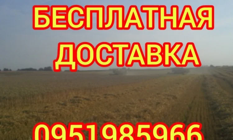 Якісне лугове сіно, люцерна та солома з доставкою - фото № 1