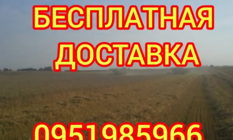 Сено луговое, люцерна, солома. Доставка входит в стоимость - фото № 1