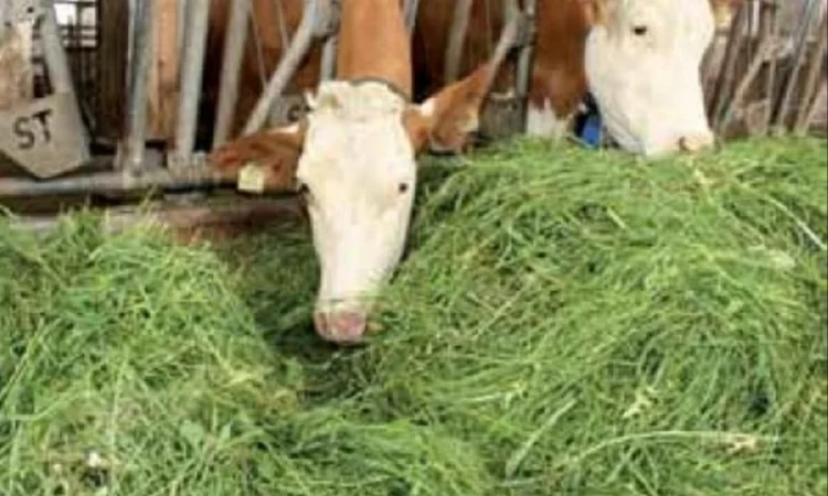 Якісне лугове сіно, люцерна та солома з доставкою - фото № 2