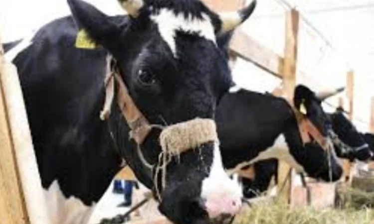 Продам ЛУГОВОЕ сено и ЛЮЦЕРНУ в тюках с доставкой по Украине - фото № 1