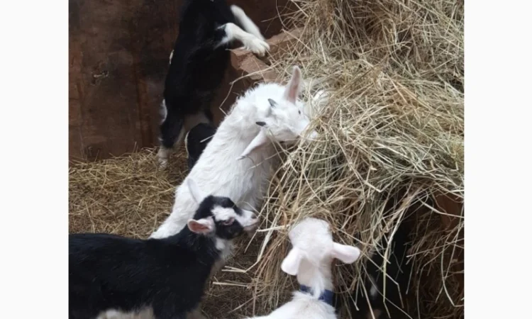 Продам ЛУГОВОЕ сено и ЛЮЦЕРНУ в тюках с доставкой по Украине - фото № 2