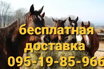 Продам ЛУГОВЕ сіно і ЛЮЦЕРНУ в тюках з доставкою по Україні - фото № 3