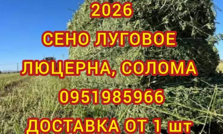 Продам лугове сіно і люцерну в тюках. Привіз на дім входить у вартість - фото № 1