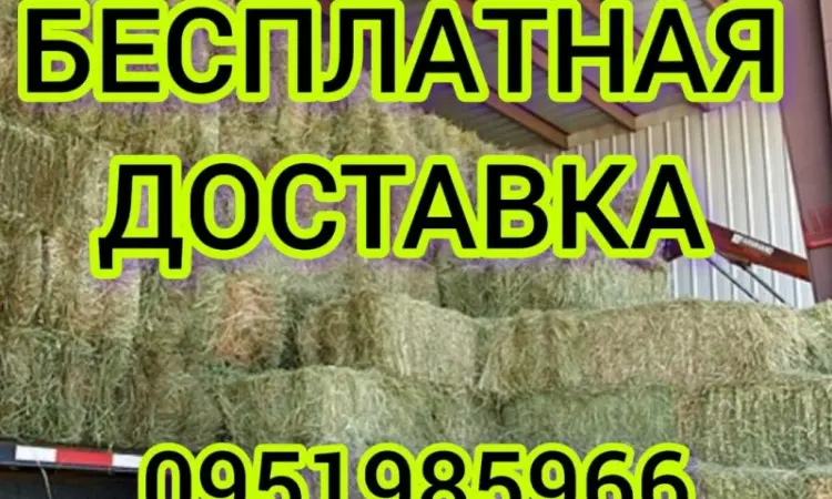В наявності 300 тонн сіна люцерни. Безкоштовна доставка - фото № 1