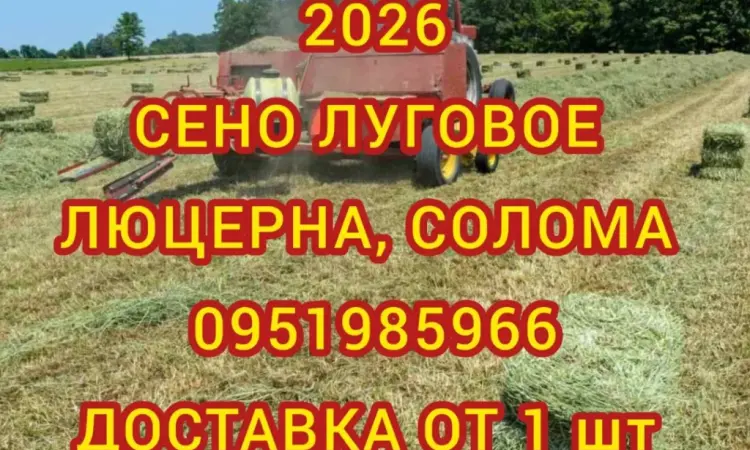 В наявності 300 тонн сіна люцерни. Безкоштовна доставка - фото № 1