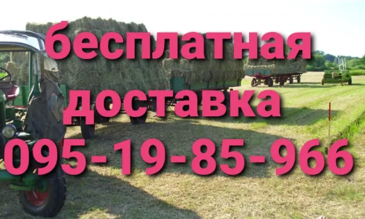 Продам сено люцерны, луговое в тюках. Большой объём. Доставка бесплатная - фото № 1