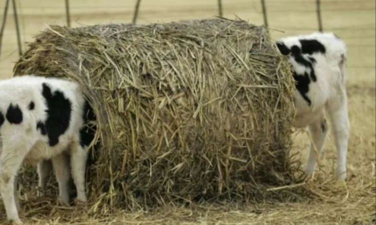 Продам сено люцерны, луговое в тюках. Большой объём. Доставка бесплатная - фото № 2