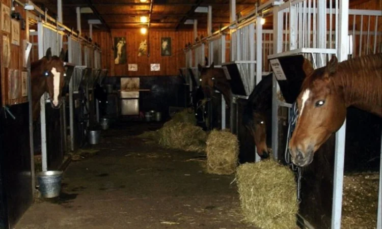 Продам сено люцерны, луговое в тюках. Большой объём. Доставка бесплатная - фото № 4