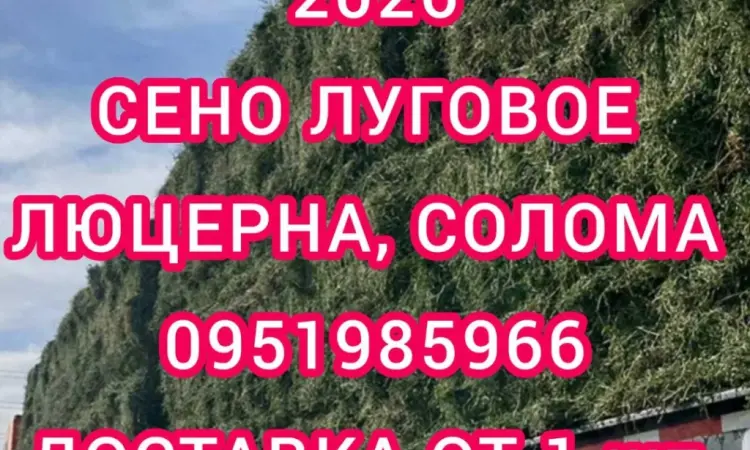 Продам сіно люцерни, лугове в тюках. Великий об'єм. Доставка безкоштовна - фото № 1