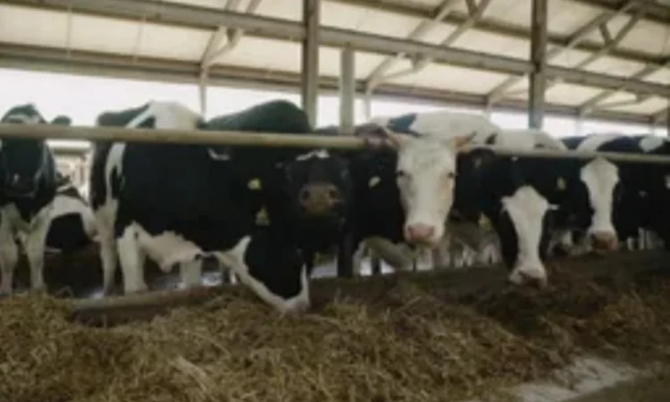 Поштучная и оптовая продажа сена соломы в тюках мешках с доставкой на дом - фото № 1