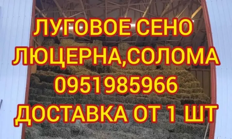 Продаж сіна для коней, овець, кіз, ВРХ з доставкою - фото № 1