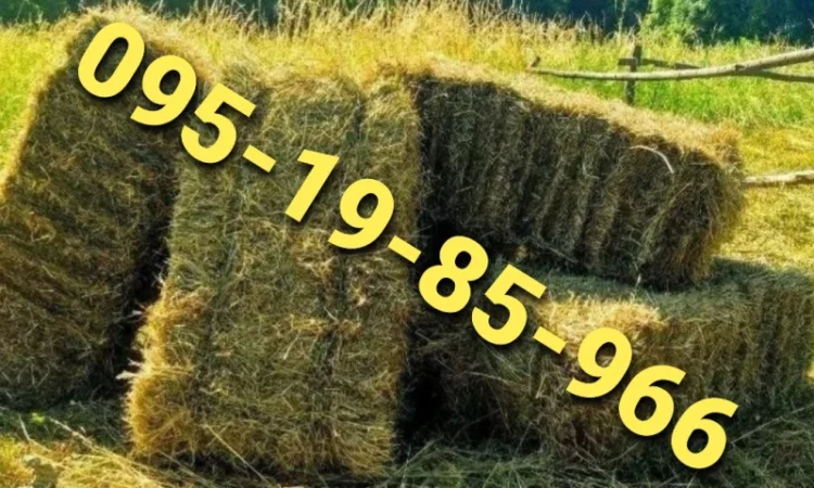 Оптова продажа лугового сіна та люцерни з доставкою - фото № 1