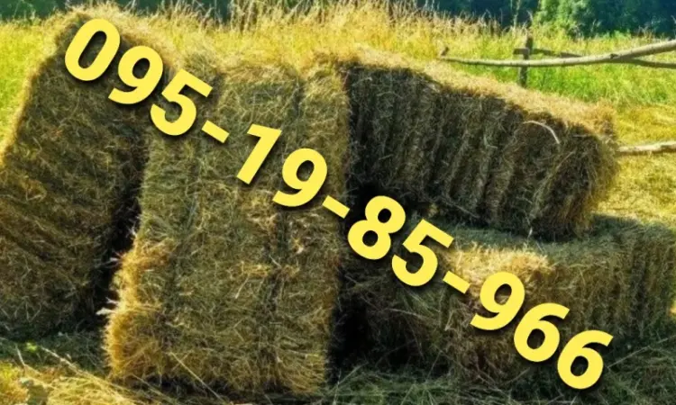 Оптовая продажа лугового сена, люцерны с доставкой по Украине - фото № 1