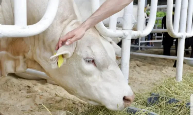 Оптова продажа лугового сіна та люцерни з доставкою - фото № 2