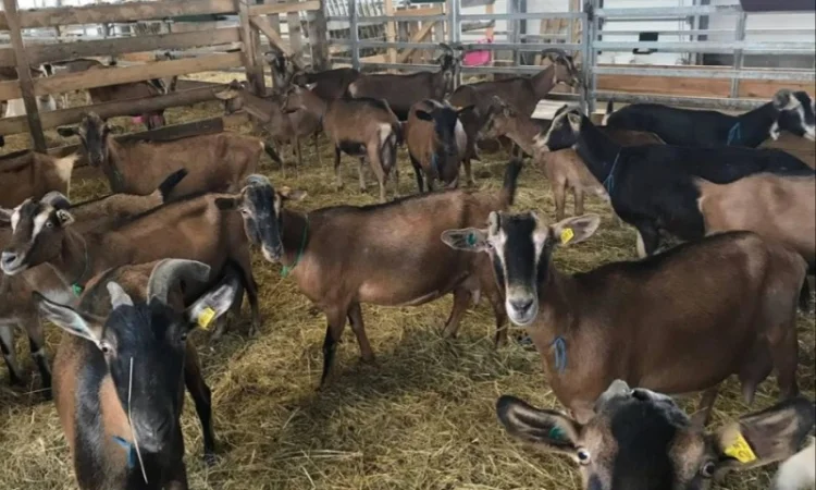 Оптова продажа лугового сіна та люцерни з доставкою - фото № 3