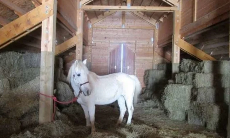 Оптова продажа лугового сіна та люцерни з доставкою - фото № 4