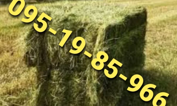 Сено в тюках мешках различных видов с доставкой на ферму - фото № 1