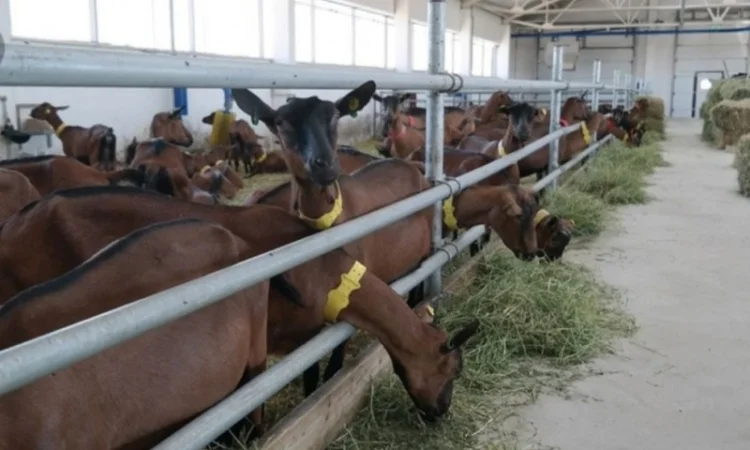 Сено в тюках мешках различных видов с доставкой на ферму - фото № 2