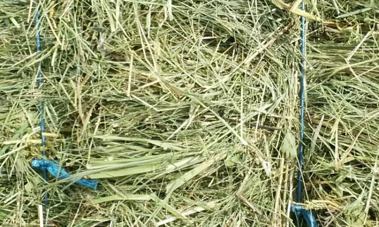 Продам сено, продажа и доставка от 1 тюка - фото № 1