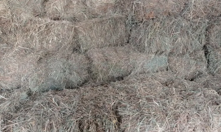 Продам тюковане сіно різнотрав'я - фото № 1