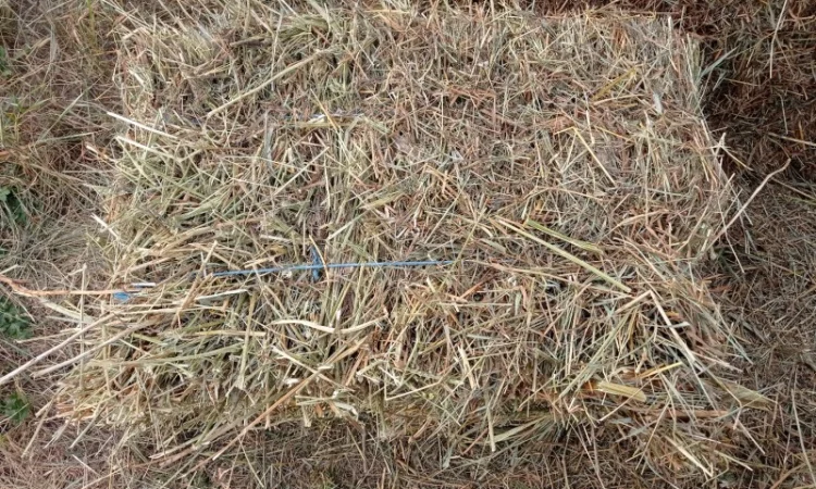 Продам тюковане сіно різнотрав'я - фото № 3