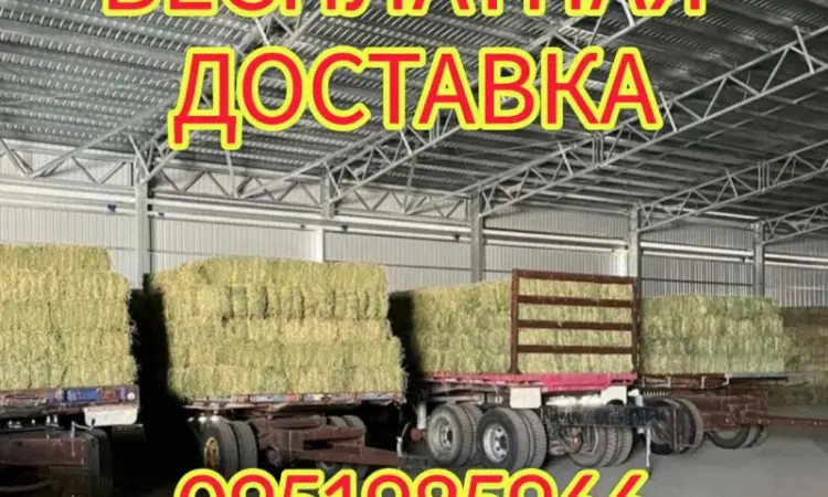 БЕЗКОШТОВНА доставка сіна лугового, люцерни, соломи в тюках - фото № 1