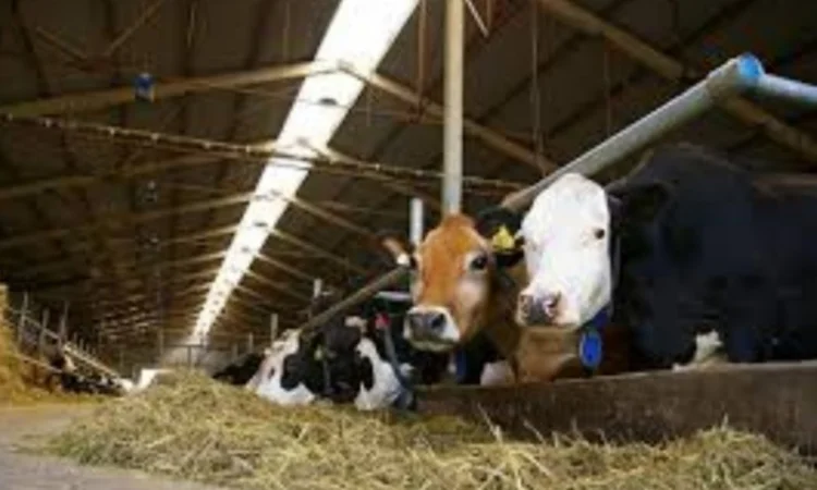 БЕСПЛАТНАЯ доставка сена лугового, люцерны, соломы в тюках - фото № 2