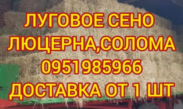 БЕЗКОШТОВНА доставка сіна лугового, люцерни, соломи в тюках - фото № 1