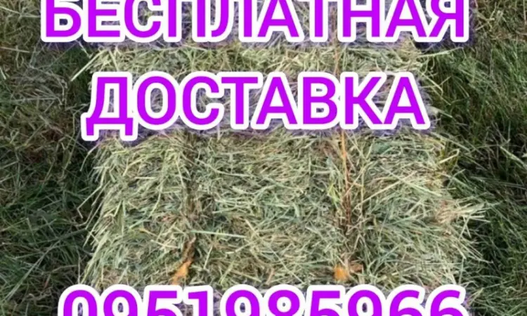 Сено лугове, люцерни для коней. Доставка безкоштовна по Україні - фото № 2