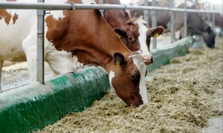 Сено луговое разнотравье, сено люцерны с доставкой - фото № 1