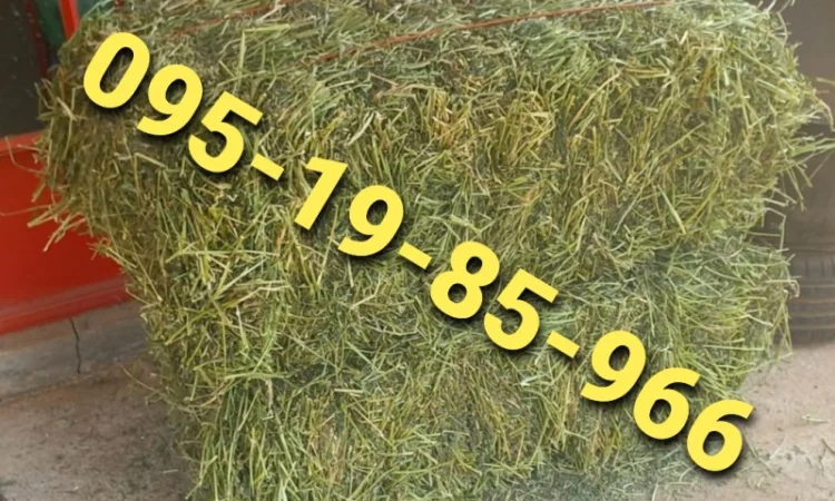 Сено луговое разнотравье, сено люцерны с доставкой - фото № 2