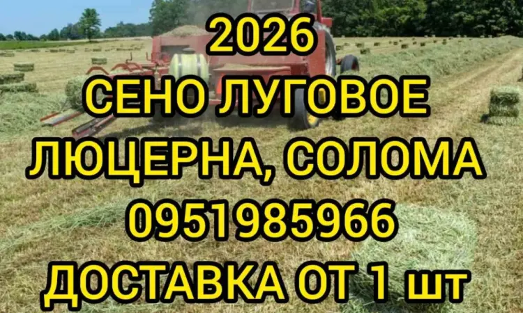 Сено лугове різнотрав'я, сіно люцерни з доставкою - фото № 1