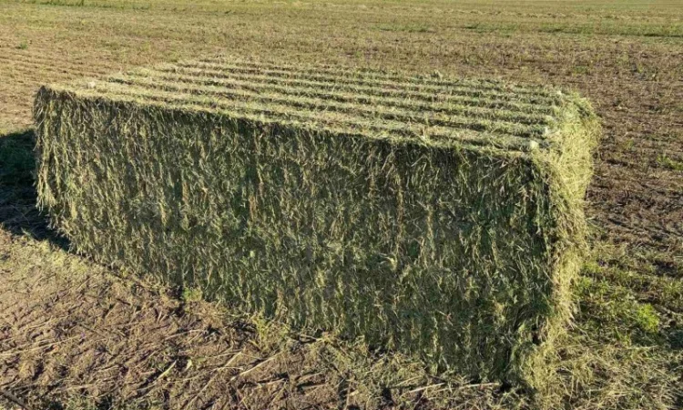 Продається Сіно Люцерни в гранулах - фото № 1