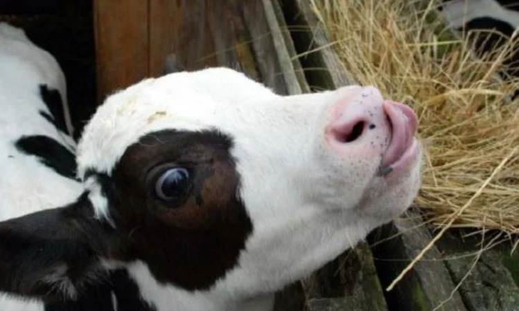 Есть в наличии! Большие объёмы. Сено люцерны, луговое, солома. Бесплатная доставка - фото № 2