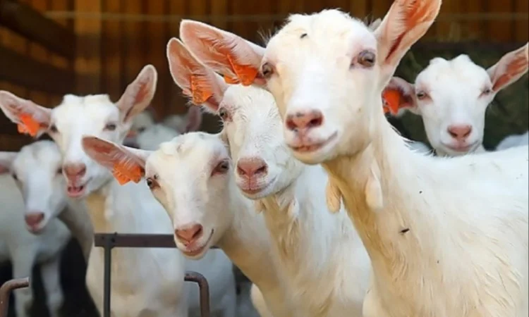 Есть в наличии! Большие объёмы. Сено люцерны, луговое, солома. Бесплатная доставка - фото № 3