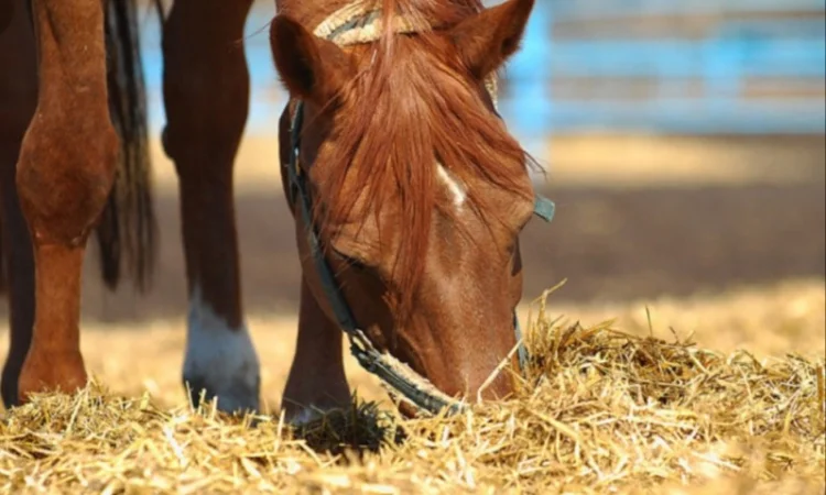 Продажа сена (луговое, люцерна), солома в тюках, мешках - фото № 3