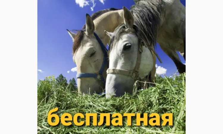 ЛЮЦЕРНА в тюках с бесплатной доставкой. Есть б.н. Объёмы. Качество - фото № 3