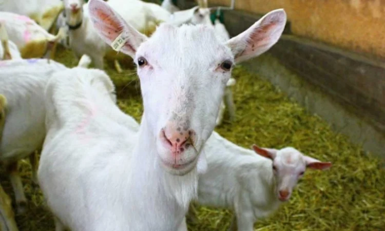 Сено люцерны в тюках. Бесплатная доставка по Украине. Объёмы - фото № 3