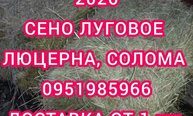 Сено люцерни в тюках. Безкоштовна доставка по Україні. Об'єми - фото № 1