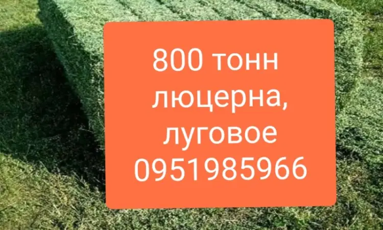 СЕНО для КРС, лошадей, овец. Доставка бесплатная по Украине. Есть б.н. расчёт - фото № 1