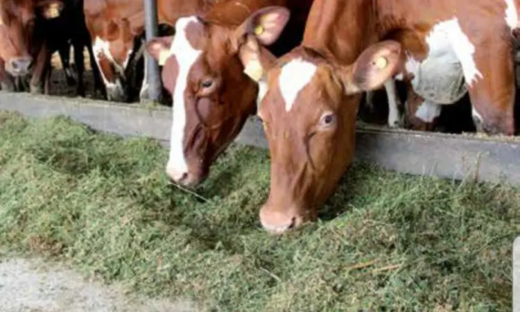 СЕНО для КРС, лошадей, овец. Доставка бесплатная по Украине. Есть б.н. расчёт - фото № 2