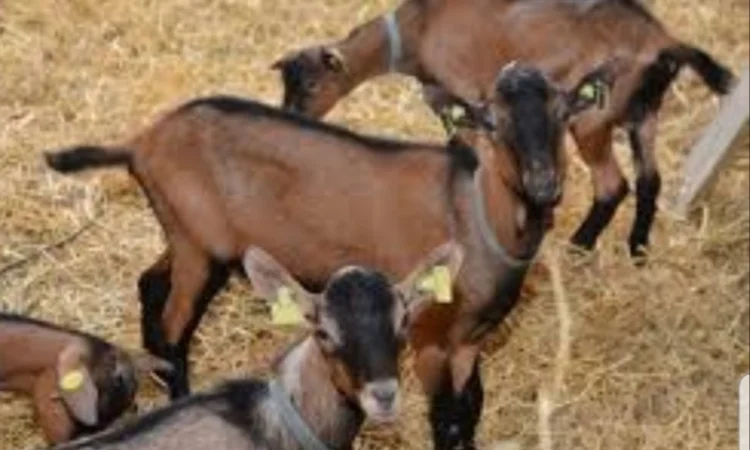 Сено люцерни та лугове - доставка включена у вартість - фото № 2