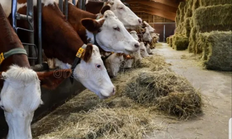 Сено люцерни та лугове - доставка включена у вартість - фото № 3