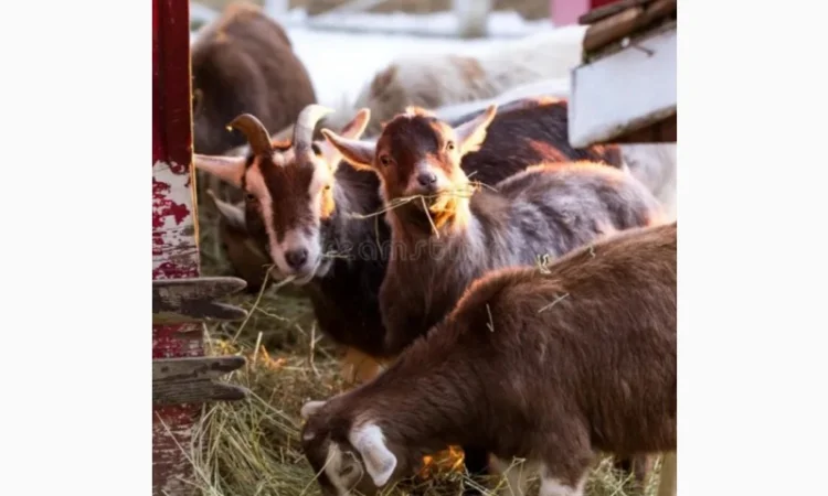 Сено в тюках с бесплатной доставкой по Украине. Большие объёмы - фото № 2