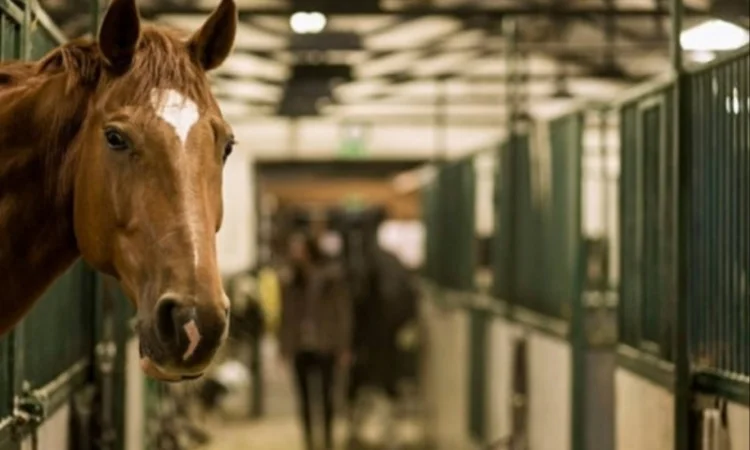 Сено в тюках с бесплатной доставкой по Украине. Большие объёмы - фото № 3