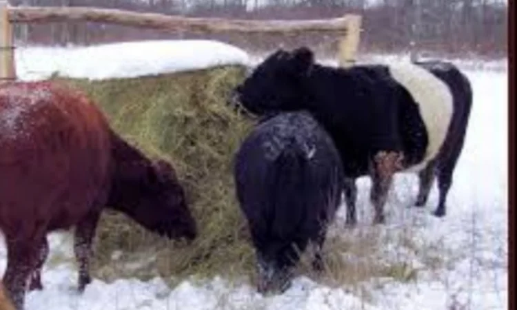 Сено в тюках с бесплатной доставкой по Украине. Большие объёмы - фото № 4